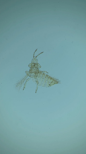  (Thrips organi - DT9T)  @11 [ ] CreativeCommons Attribution Share-Alike (by-sa) (2025) Emma Wahlberg Swedish Museum of Natural History