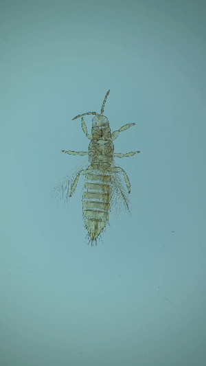  ( - DU1T)  @11 [ ] CreativeCommons Attribution Share-Alike (by-sa) (2025) Emma Wahlberg Swedish Museum of Natural History