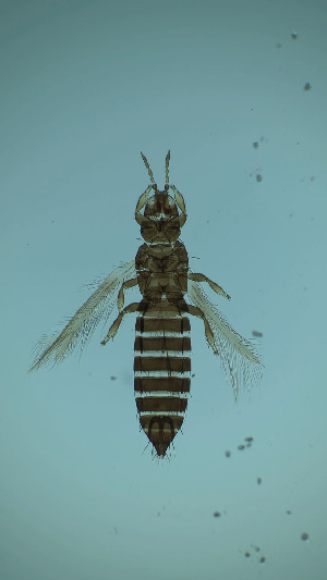  ( - DU2T)  @11 [ ] CreativeCommons Attribution Share-Alike (by-sa) (2025) Emma Wahlberg Swedish Museum of Natural History