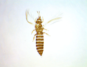  ( - EA2T)  @11 [ ] CreativeCommons Attribution Share-Alike (by-sa) (2025) Emma Wahlberg Swedish Museum of Natural History