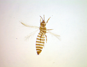  ( - EC9T)  @11 [ ] CreativeCommons Attribution Share-Alike (by-sa) (2025) Emma Wahlberg Swedish Museum of Natural History