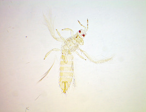  ( - EFA2)  @11 [ ] CreativeCommons Attribution Share-Alike (by-sa) (2025) Emma Wahlberg Swedish Museum of Natural History