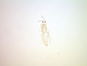  ( - EFI1)  @11 [ ] CreativeCommons Attribution Share-Alike (by-sa) (2025) Emma Wahlberg Swedish Museum of Natural History