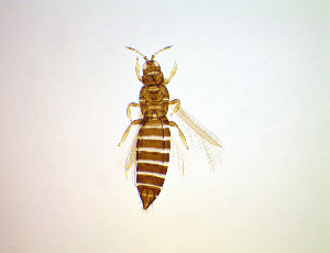  ( - EFI3)  @11 [ ] CreativeCommons Attribution Share-Alike (by-sa) (2025) Emma Wahlberg Swedish Museum of Natural History