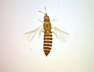  ( - EI4T)  @11 [ ] CreativeCommons Attribution Share-Alike (by-sa) (2025) Emma Wahlberg Swedish Museum of Natural History