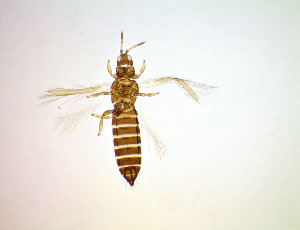  ( - EI7T)  @11 [ ] CreativeCommons Attribution Share-Alike (by-sa) (2025) Emma Wahlberg Swedish Museum of Natural History