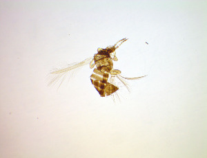  ( - EJ6T)  @11 [ ] CreativeCommons Attribution Share-Alike (by-sa) (2025) Emma Wahlberg Swedish Museum of Natural History