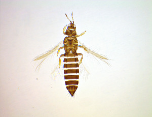  ( - EL4T)  @11 [ ] CreativeCommons Attribution Share-Alike (by-sa) (2025) Emma Wahlberg Swedish Museum of Natural History