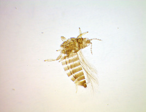  ( - EN1T)  @11 [ ] CreativeCommons Attribution Share-Alike (by-sa) (2025) Emma Wahlberg Swedish Museum of Natural History