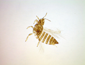  ( - EN2T)  @11 [ ] CreativeCommons Attribution Share-Alike (by-sa) (2025) Emma Wahlberg Swedish Museum of Natural History