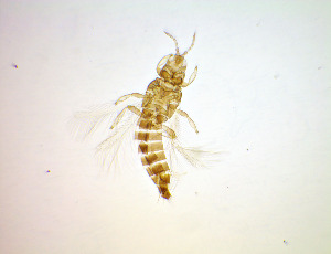  ( - EN3T)  @11 [ ] CreativeCommons Attribution Share-Alike (by-sa) (2025) Emma Wahlberg Swedish Museum of Natural History