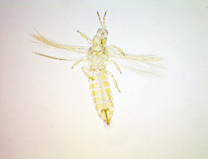  ( - ER4T)  @11 [ ] CreativeCommons Attribution Share-Alike (by-sa) (2025) Emma Wahlberg Swedish Museum of Natural History