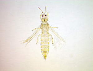  ( - EV8T)  @11 [ ] CreativeCommons Attribution Share-Alike (by-sa) (2025) Emma Wahlberg Swedish Museum of Natural History