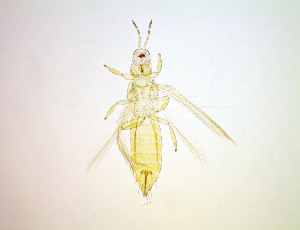  ( - EV9T)  @11 [ ] CreativeCommons Attribution Share-Alike (by-sa) (2025) Emma Wahlberg Swedish Museum of Natural History