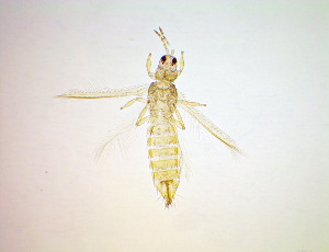  ( - EW2T)  @11 [ ] CreativeCommons Attribution Share-Alike (by-sa) (2025) Emma Wahlberg Swedish Museum of Natural History