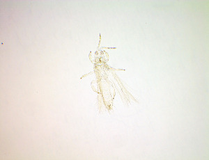  ( - EW3T)  @11 [ ] CreativeCommons Attribution Share-Alike (by-sa) (2025) Emma Wahlberg Swedish Museum of Natural History