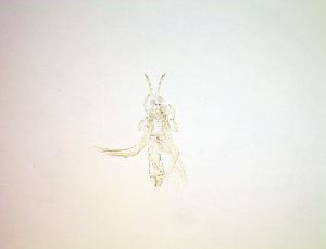  ( - EW4T)  @11 [ ] CreativeCommons Attribution Share-Alike (by-sa) (2025) Emma Wahlberg Swedish Museum of Natural History