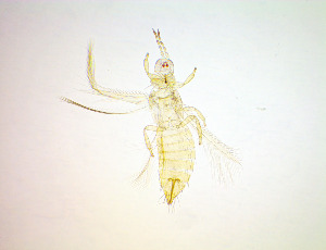  ( - EX5T)  @11 [ ] CreativeCommons Attribution Share-Alike (by-sa) (2025) Emma Wahlberg Swedish Museum of Natural History