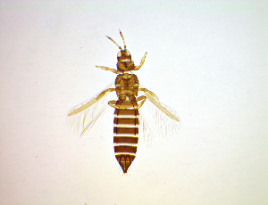  ( - FD2T)  @11 [ ] CreativeCommons Attribution Share-Alike (by-sa) (2025) Emma Wahlberg Swedish Museum of Natural History