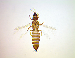  ( - FF9T)  @11 [ ] CreativeCommons Attribution Share-Alike (by-sa) (2025) Emma Wahlberg Swedish Museum of Natural History