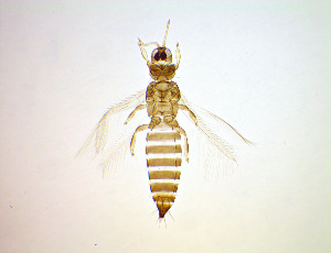  ( - FG1T)  @11 [ ] CreativeCommons Attribution Share-Alike (by-sa) (2025) Emma Wahlberg Swedish Museum of Natural History