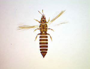  ( - FG3T)  @11 [ ] CreativeCommons Attribution Share-Alike (by-sa) (2025) Emma Wahlberg Swedish Museum of Natural History