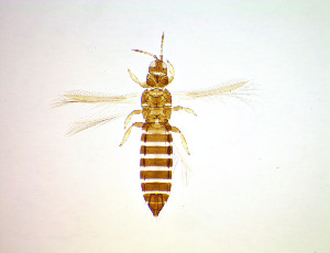  ( - FH4T)  @11 [ ] CreativeCommons Attribution Share-Alike (by-sa) (2025) Emma Wahlberg Swedish Museum of Natural History