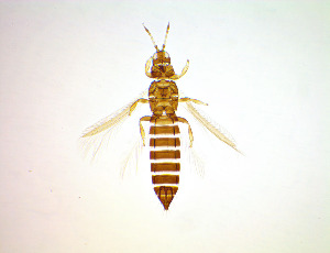  ( - FJ3T)  @11 [ ] CreativeCommons Attribution Share-Alike (by-sa) (2025) Emma Wahlberg Swedish Museum of Natural History