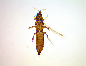  ( - FL9T)  @11 [ ] CreativeCommons Attribution Share-Alike (by-sa) (2025) Emma Wahlberg Swedish Museum of Natural History