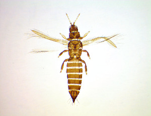  ( - FM1T)  @11 [ ] CreativeCommons Attribution Share-Alike (by-sa) (2025) Emma Wahlberg Swedish Museum of Natural History