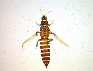  (Thrips physapus - FM2T)  @11 [ ] CreativeCommons Attribution Share-Alike (by-sa) (2025) Emma Wahlberg Swedish Museum of Natural History