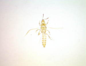  ( - FM8T)  @11 [ ] CreativeCommons Attribution Share-Alike (by-sa) (2025) Emma Wahlberg Swedish Museum of Natural History