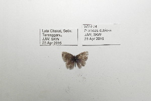  ( - WWF74)  @12 [ ] CreativeCommons - Attribution Non-Commercial No Derivatives (2016) JJW Museum of Zoology, University of Malaya