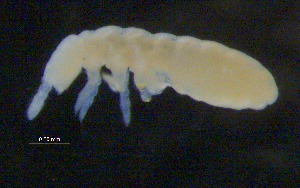  ( - BIOUG03300-C11)  @12 [ ] CreativeCommons - Attribution (2013) Stantec Centre for Biodiversity Genomics