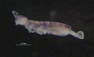  ( - BIOUG03300-D01)  @12 [ ] CreativeCommons - Attribution (2013) Stantec Centre for Biodiversity Genomics