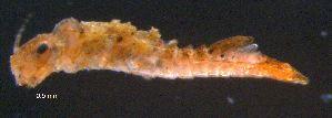  ( - BIOUG03301-C09)  @12 [ ] CreativeCommons - Attribution (2013) Stantec Centre for Biodiversity Genomics