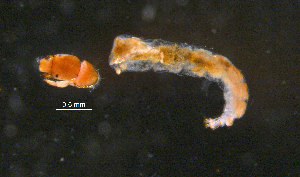  ( - BIOUG03302-A07)  @12 [ ] CreativeCommons - Attribution (2013) Stantec Centre for Biodiversity Genomics