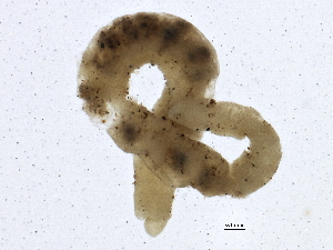  (Tubifex tubifex - SCCWRP0239022)  @12 [ ] CreativeCommons - Attribution (2012) CBG Photography Group Centre for Biodiversity Genomics