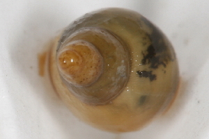  ( - 09PROBE-02206)  @14 [ ] CreativeCommons - Attribution (2009) CBG Photography Group Centre for Biodiversity Genomics