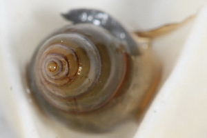  ( - 09PROBE-02279)  @12 [ ] CreativeCommons - Attribution (2009) CBG Photography Group Centre for Biodiversity Genomics