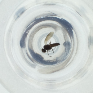  ( - MOZZ00000840A_G7)  @11 [ ] by (2004) Genome Research Ltd as Wellcome Sanger Institute Genome Research Limited operating as Wellcome Sanger Institute