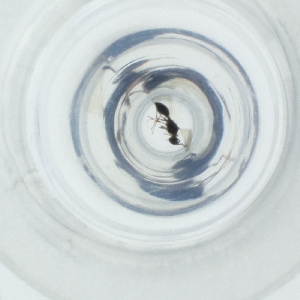  ( - MOZZ00000846A_A10)  @11 [ ] by (2004) Genome Research Ltd as Wellcome Sanger Institute Genome Research Limited operating as Wellcome Sanger Institute