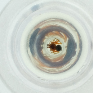  ( - MOZZ00000869A_D3)  @11 [ ] by (2004) Genome Research Ltd as Wellcome Sanger Institute Genome Research Limited operating as Wellcome Sanger Institute