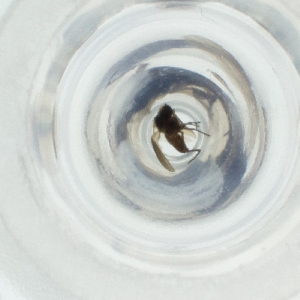  ( - MOZZ00000885A_F10)  @11 [ ] by (2004) Genome Research Ltd as Wellcome Sanger Institute Genome Research Limited operating as Wellcome Sanger Institute