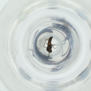  ( - MOZZ00000885A_G4)  @11 [ ] by (2004) Genome Research Ltd as Wellcome Sanger Institute Genome Research Limited operating as Wellcome Sanger Institute