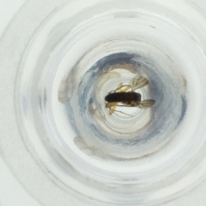  ( - MOZZ00000886A_D8)  @11 [ ] by (2004) Genome Research Ltd as Wellcome Sanger Institute Genome Research Limited operating as Wellcome Sanger Institute