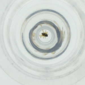  ( - SHAP_001_E7)  @11 [ ] by (2004) Genome Research Ltd as Wellcome Sanger Institute Genome Research Limited operating as Wellcome Sanger Institute