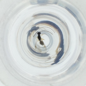  ( - SHAP_003_H4)  @11 [ ] by (2004) Genome Research Ltd as Wellcome Sanger Institute Genome Research Limited operating as Wellcome Sanger Institute