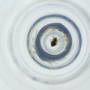  ( - SHAP_005_A3)  @11 [ ] by  Genome Research Ltd as Wellcome Sanger Institute Genome Research Limited operating as Wellcome Sanger Institute