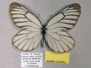  (Aporia genestieri genestieroides - AGEN-CHYSL1)  @14 [ ] CreativeCommons - Attribution Non-Commercial Share-Alike (2012) Unspecified ZEB